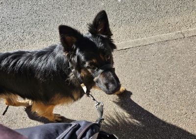 Natalie Carey Dog Training – Scent Work Classes