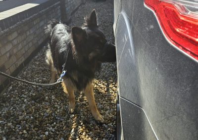 Natalie Carey Dog Training – Scent Work Classes