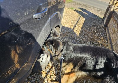 Natalie Carey Dog Training – Scent Work Classes