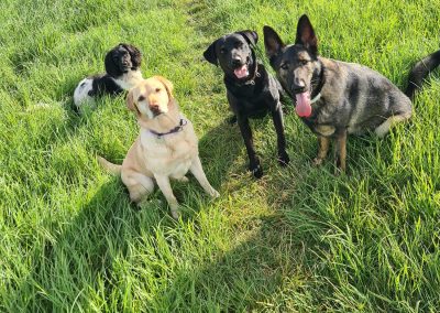 Natalie Carey Dog Training - a well earned rest