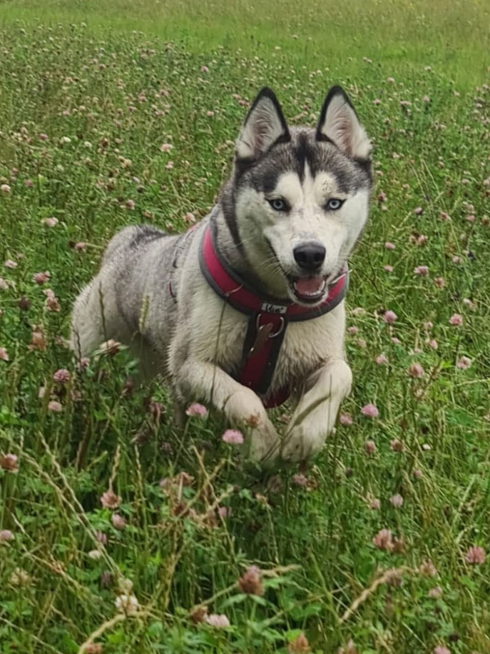 Natalie Carey Dog Training - Having fun