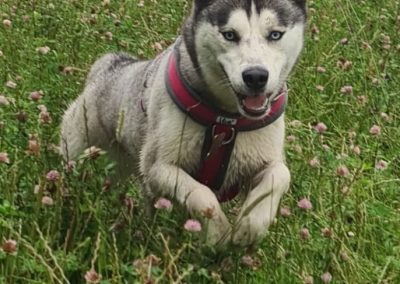 Natalie Carey Dog Training - Having fun