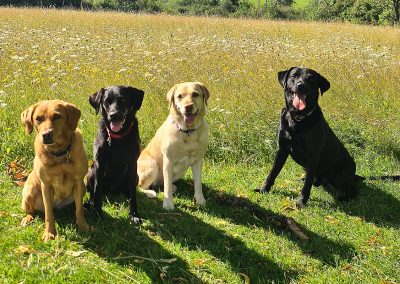 Natalie Carey Dog Training - a well earned rest