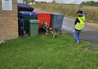 Natalie Carey Dog Training – Mantrailing Classes