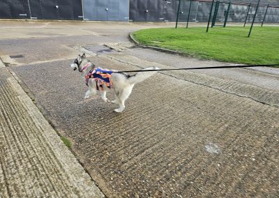 Natalie Carey Dog Training – Mantrailing Classes