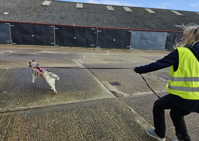 Natalie Carey Dog Training – Mantrailing Classes