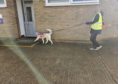 Natalie Carey Dog Training – Mantrailing Classes