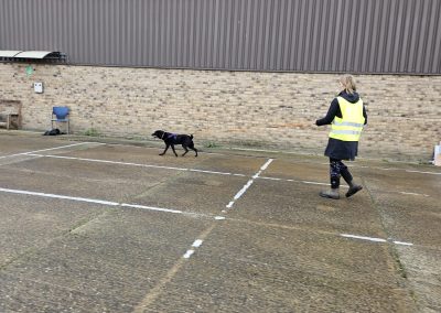 Natalie Carey Dog Training – Mantrailing Classes