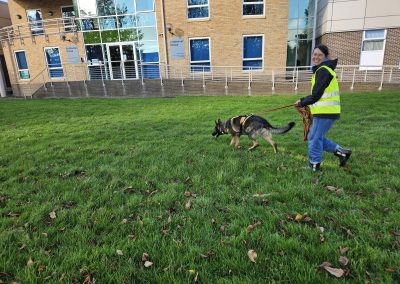 Natalie Carey Dog Training – Mantrailing Classes