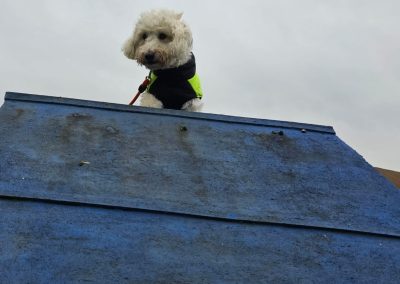 Natalie Carey Dog Training Classes