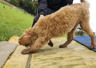Natalie Carey Dog Training Classes