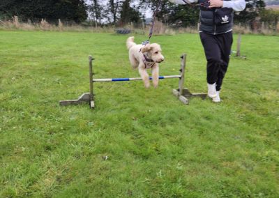 Natalie Carey Dog Training Classes