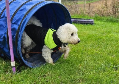 Natalie Carey Dog Training Classes