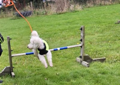 Natalie Carey Dog Training Classes