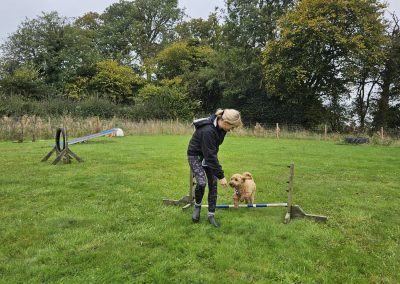 Natalie Carey Dog Training Classes