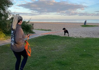 Natalie Carey Dog Training – Mantrailing Classes