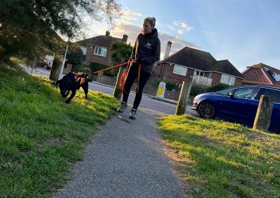 Natalie Carey Dog Training – Mantrailing Classes