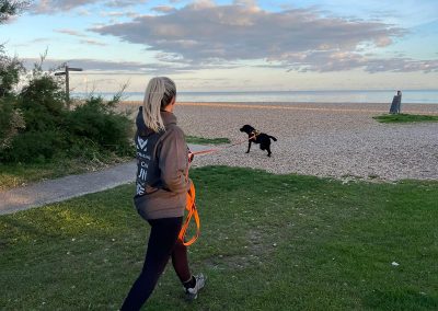 Natalie Carey Dog Training – Mantrailing Classes