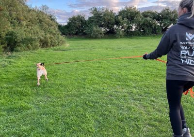 Natalie Carey Dog Training – Mantrailing Classes