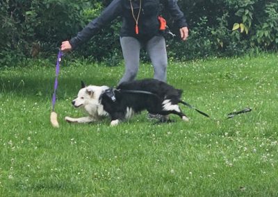 Natalie Carey Dog Training - Fun