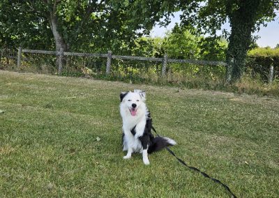 Natalie Carey Dog Training - Sit