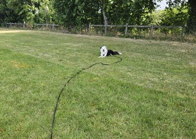 Natalie Carey Dog Training - Sit