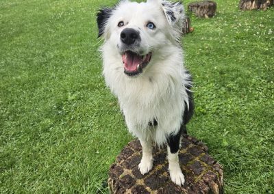 Natalie Carey Dog Training - Playtime