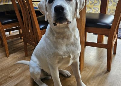Natalie Carey Dog Training - Handsome Boy