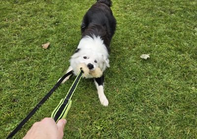 Natalie Carey Dog Training - Tug