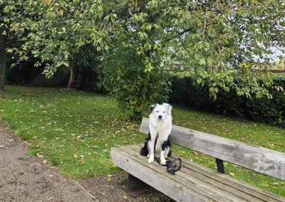 Natalie Carey Dog Training - Good Boy