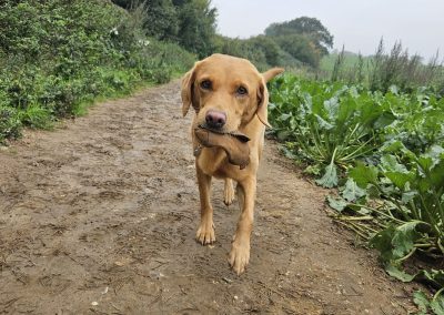 Natalie Carey Dog Training - Playtime