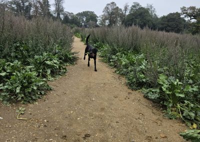 Natalie Carey Dog Training - Playtime