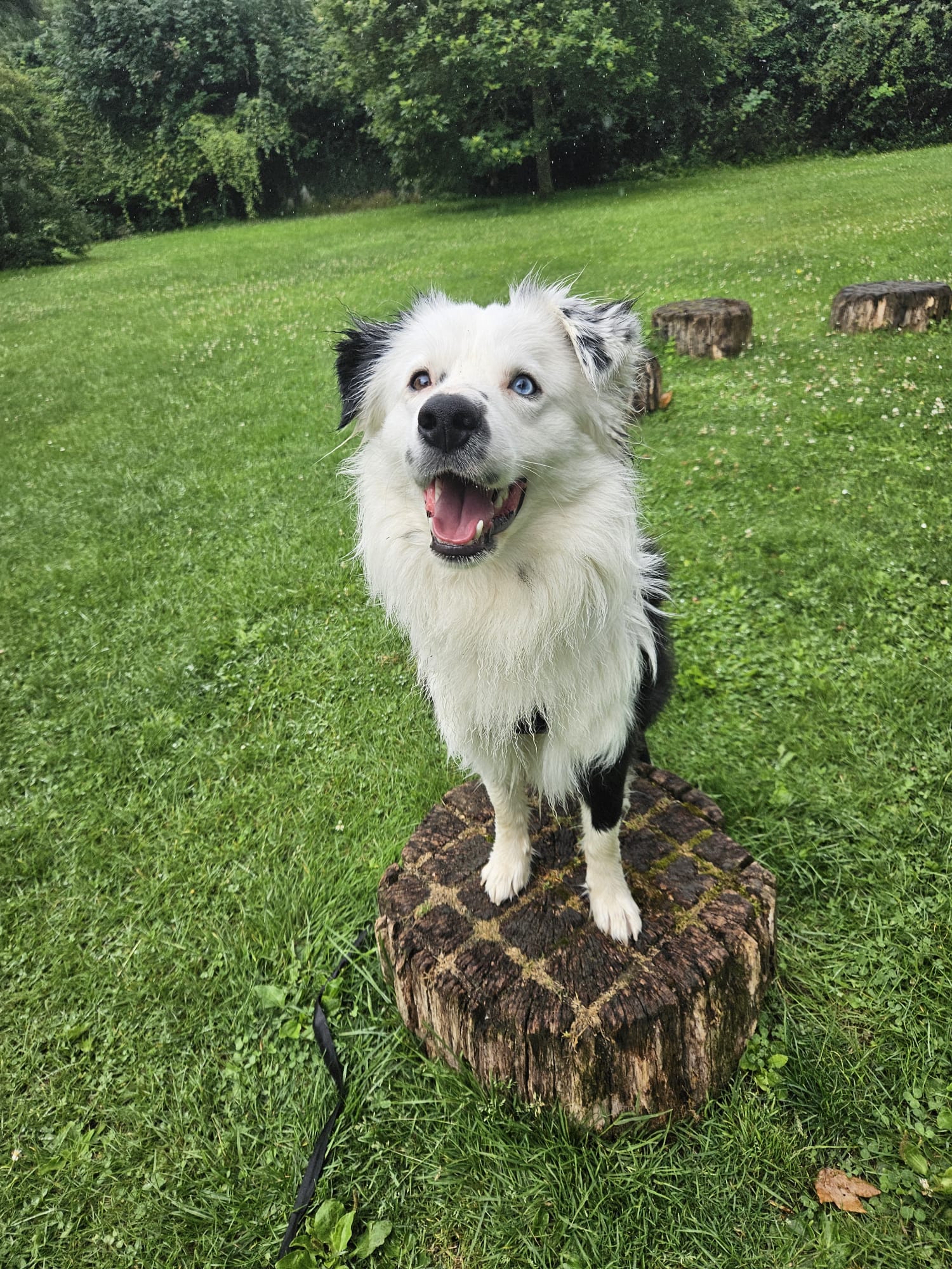 Natalie Carey Dog Training - Playtime