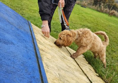 Natalie Carey Dog Training Classes