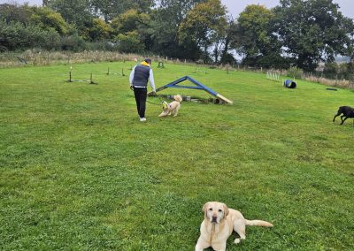 Natalie Carey Dog Training Classes