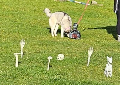 Natalie Carey Dog Training Classes - Halloween