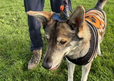 Natalie Carey Dog Training Classes - Halloween