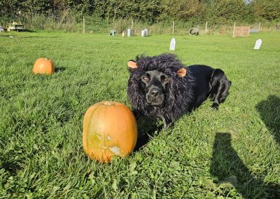 Natalie Carey Dog Training Classes - Halloween