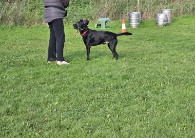 Natalie Carey Dog Training Classes