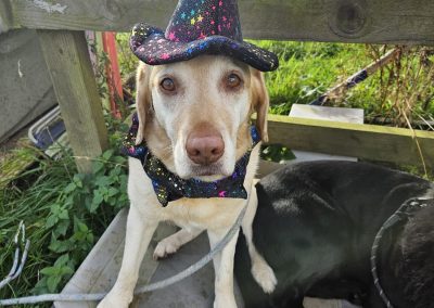 Natalie Carey Dog Training Classes - Halloween