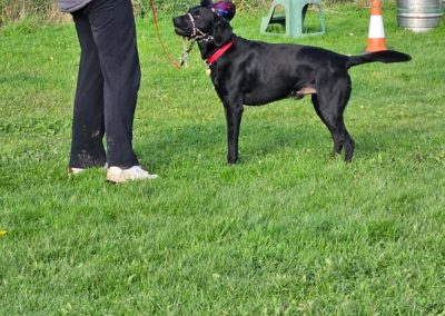 Natalie Carey Dog Training Classes