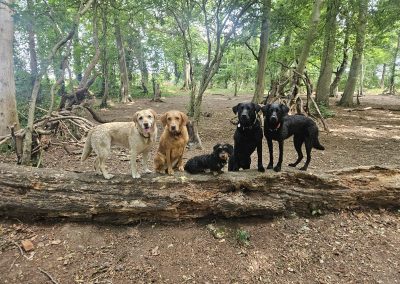 Natalie Carey Dog Training