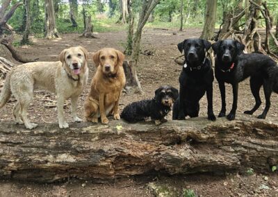 Natalie Carey Dog Training