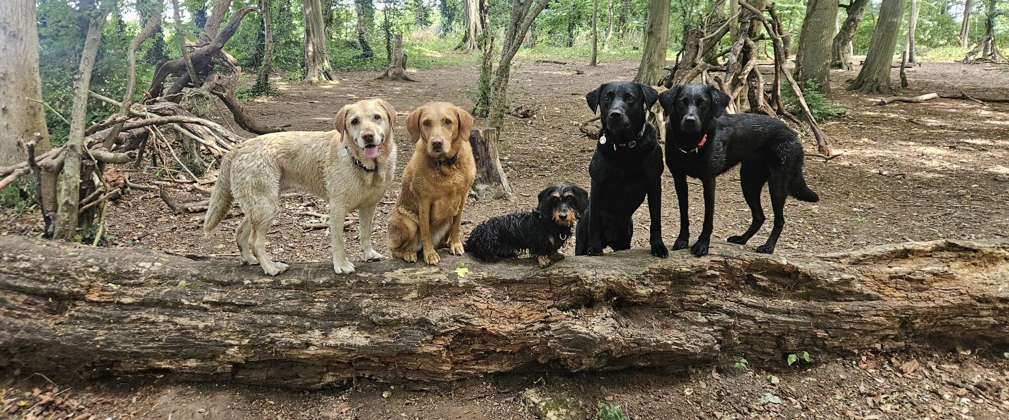 Natalie Carey Dog Training