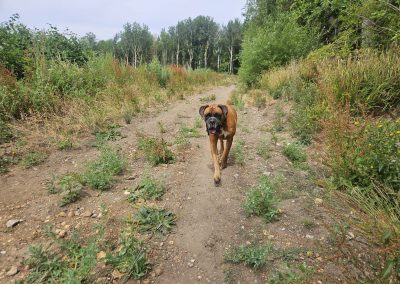 Natalie Carey Dog Training