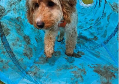 Natalie Carey Dog Training Classes