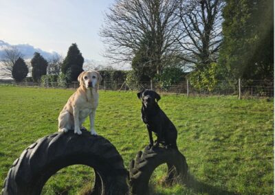 Natalie Carey Dog Training Classes