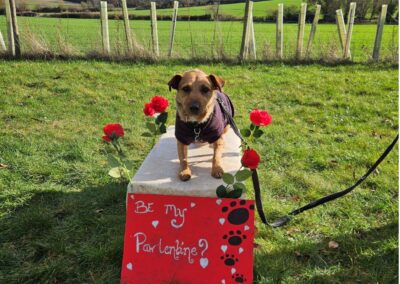 Natalie Carey Dog Training Valentines fun