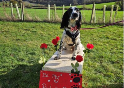 Natalie Carey Dog Training Valentines fun