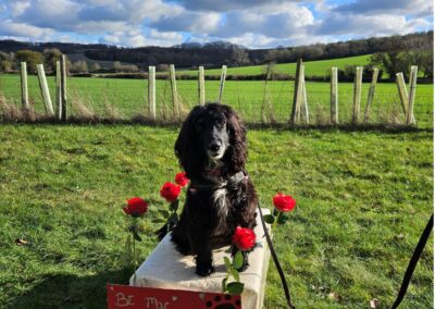 Natalie Carey Dog Training Valentines fun